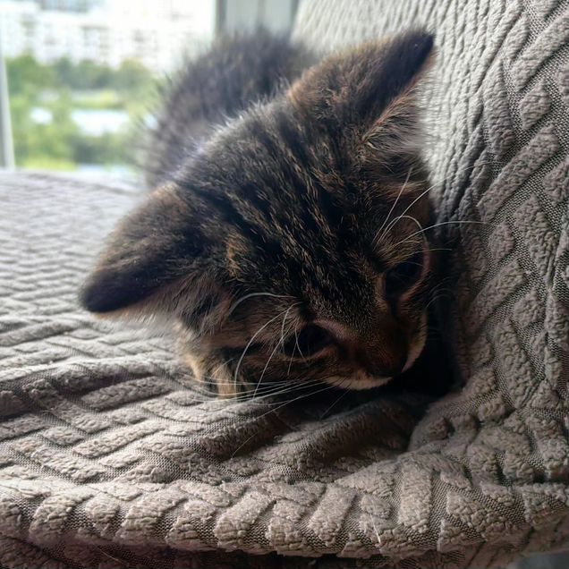 Котёнок в добрые руки