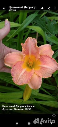 Лилейники сортовые