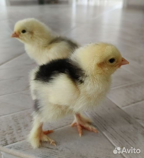 Цыплята