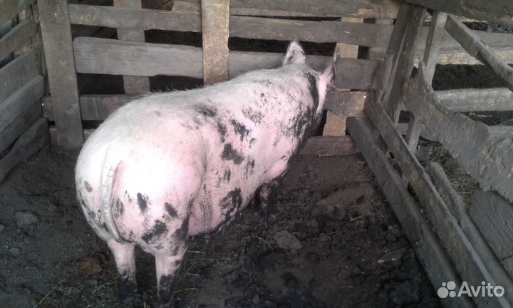 Свиноматки крупная белая,поросята,хряк