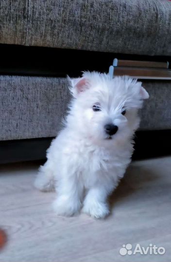 Щенки вестики