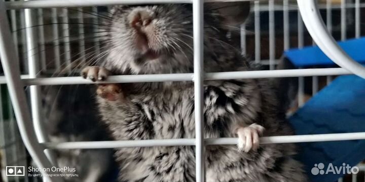 Чудесные ручные детки шиншилл 2 месяца
