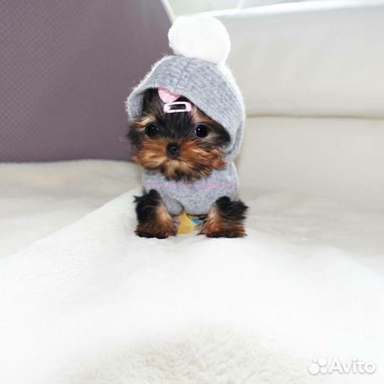 Супер мини беби фейс девочка и мальчик йорки