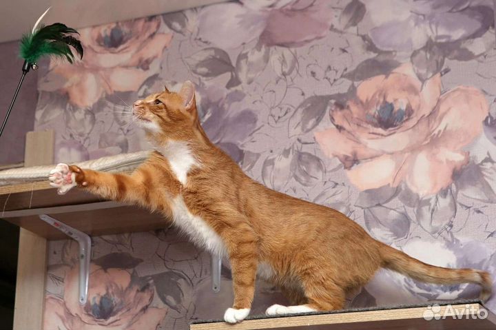 Котик в добрые ручки