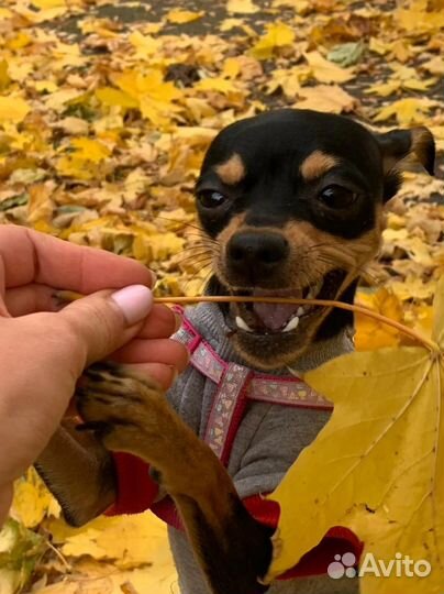 Выгульщик собак