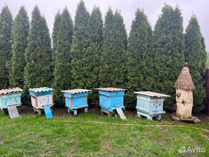 Продам ульи для пчел