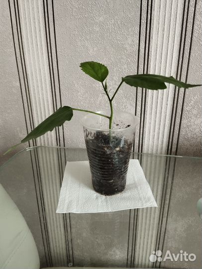 Укоренённый черенок гибискуса