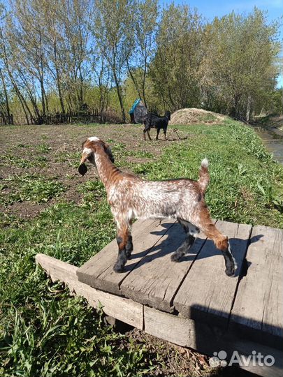 Продам козочек