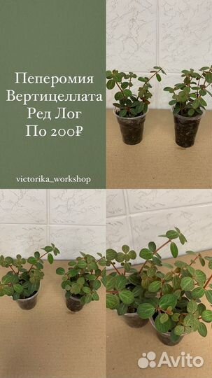 Фикус, Монстера, Эпипремнум