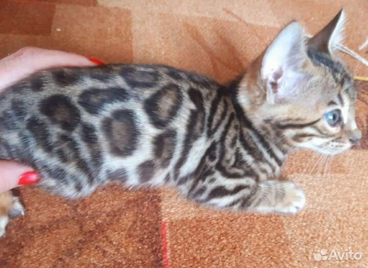 Бенгальская кошка