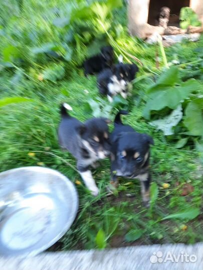 Двор-терьер щенки
