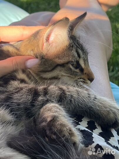 Кошка девочка Стеша, 4 мес