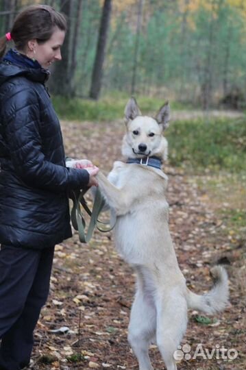 Собаки бесплатно