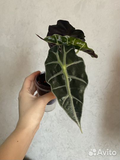 Алоказия Полли