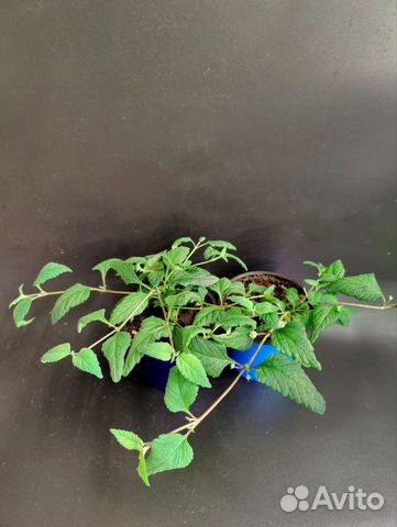 Липпия сладкая. Растение в горшке