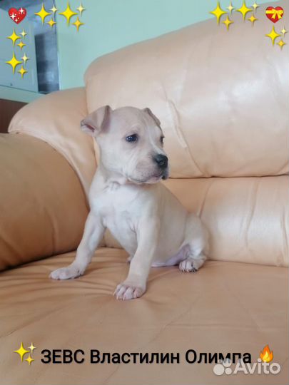 Сказочный Красавчик Ам.Стафф.терьер.(щенок с Докум