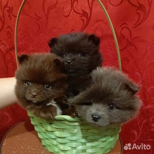 Щенки шпица