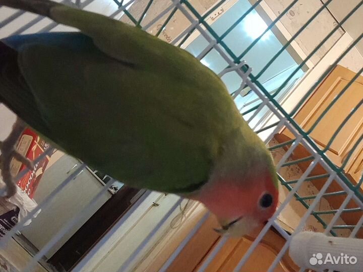 Попугай неразлучник