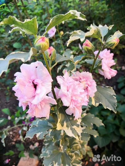 Гибискус Hibiscus syriacus Sugar Tip И Van Gogh