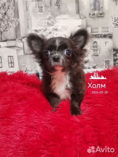 Щенки чихуахуа