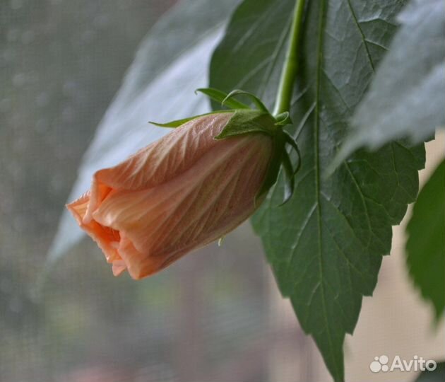 Гибискус Double Peach