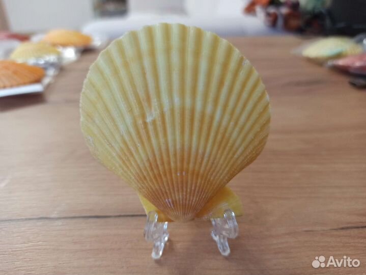 Морская раковина