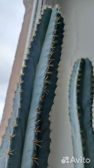 Голубые кактусы и суккуленты