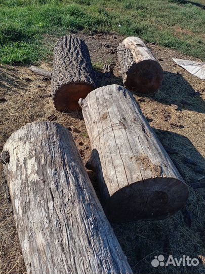 Пенек дубовый