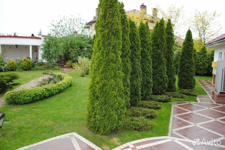 Туя смарагд