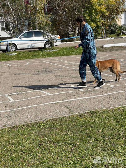 Кинолог