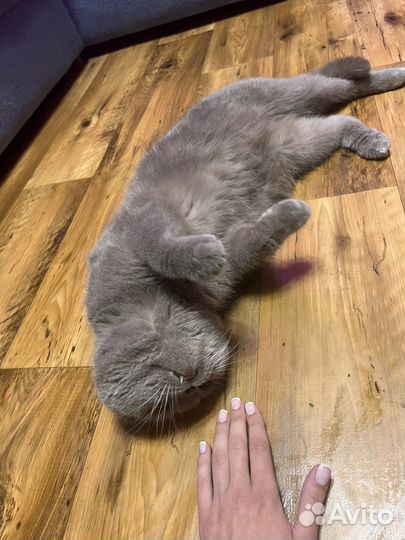 Шотландский вислоухий кот