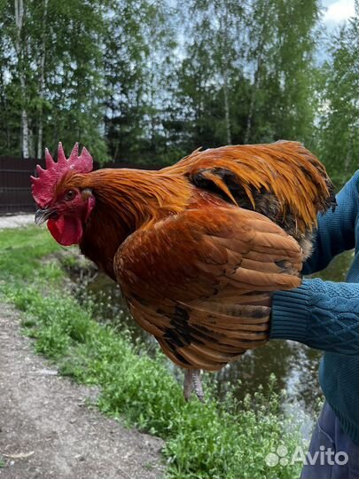 Петух