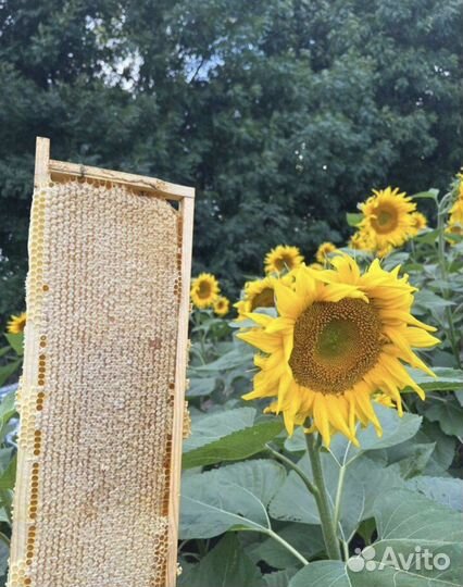 Мед натуральный