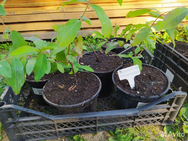 Жимолость съедобная саженцы