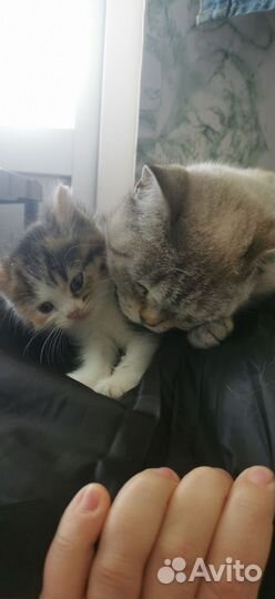 Кошка-молодая, котёнок