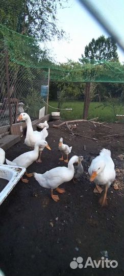 Утки индийский бегунок