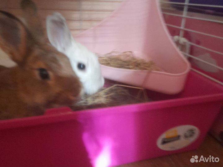 Декоративные кролики в добрые руки