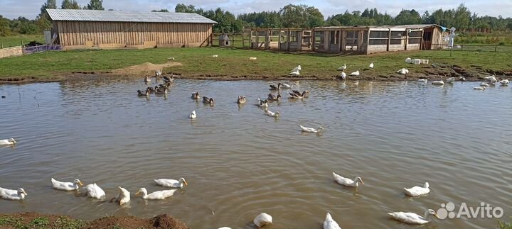 Продается Ферма