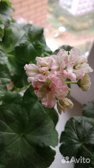 Герань (пеларгония)