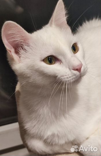 Белый котик