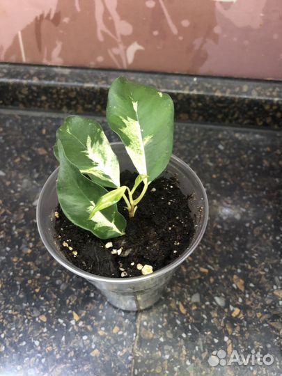 Фикус Бенджамина Кёрли