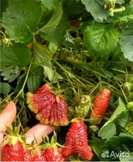 Крупная сладкая клубника/альбион