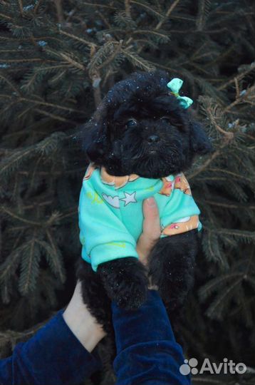 Мальтипушки