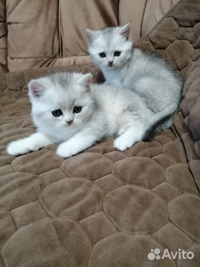 Британские котята