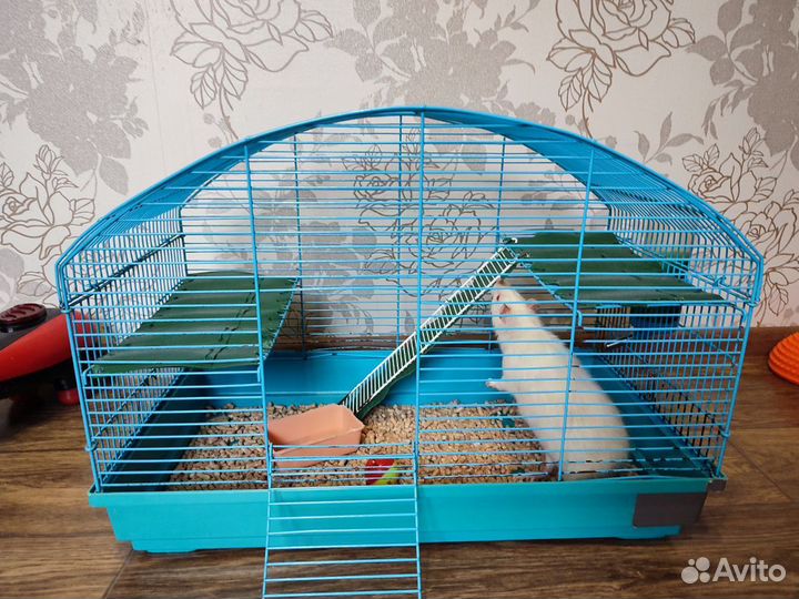 Крыса с клеткой