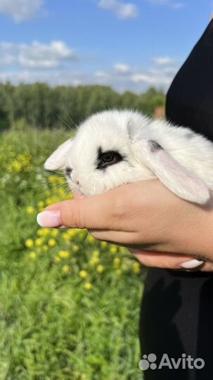 Кролики ручные