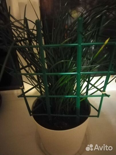 Растения комнатные, 5 видов