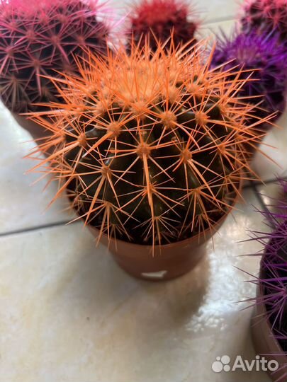 Эхинокактус грузони