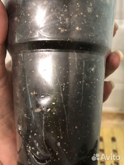 Кодиеум аукуболистный, комнатные цветы