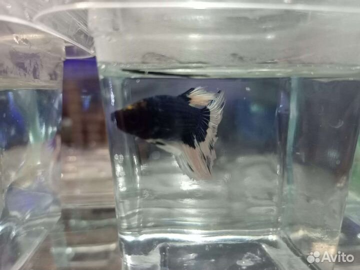 Рыбки петушки в ассортименте магазина